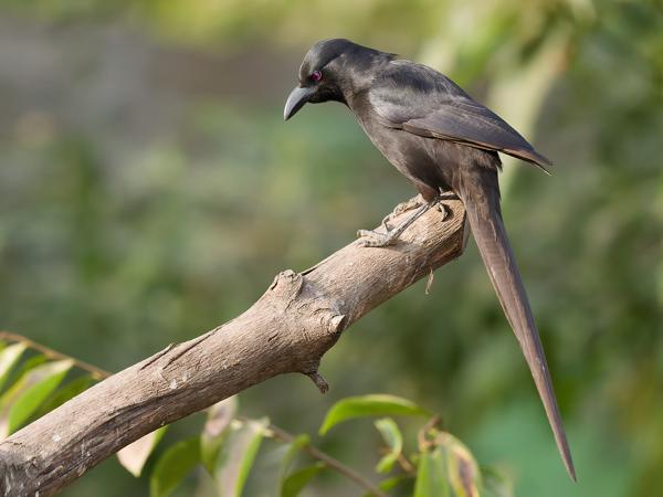<h3><a href="/trips/gambia/biota/animalia/chordata/aves/040 passeriformes/054 corvidae/ptilostomus afer/ptilostomus afer-en.html">Ptilostomus&nbsp;afer</a> / Piapiac / Piapiac</h3>OM-1 Mark II with OLYMPUS M.150-400mm F4.5, 1/2000 sec at F4.5, ISO 2500, distance 9.88&nbsp;m